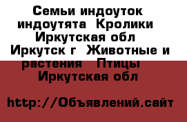 Семьи индоуток, индоутята. Кролики - Иркутская обл., Иркутск г. Животные и растения » Птицы   . Иркутская обл.